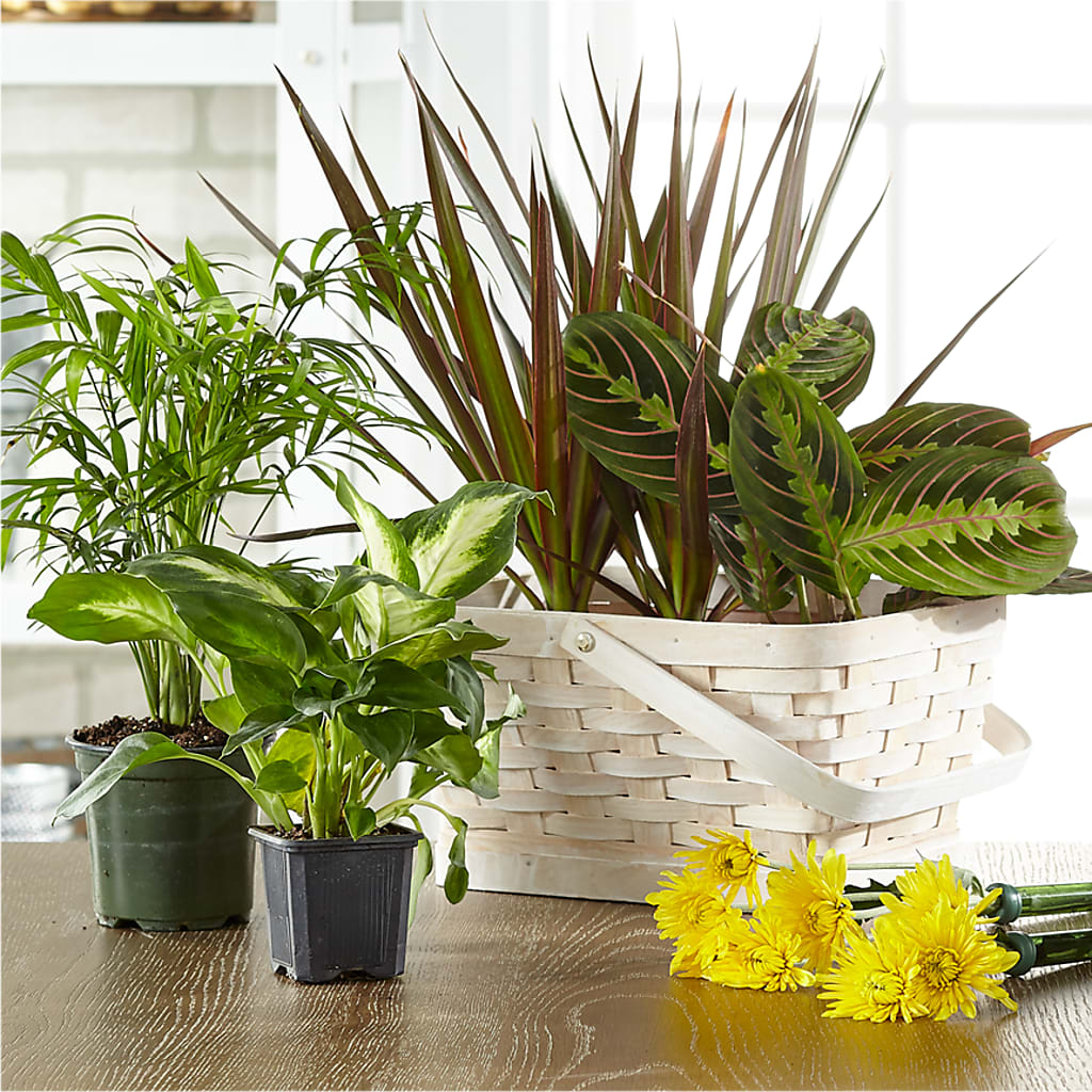 Florist Designed Blooming and Green Plants in a Basket – CASSIDY'S FLOWERS, Newmarket ON