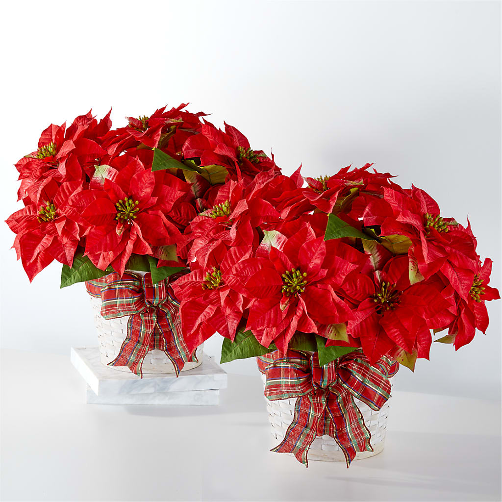 Happiest Holidays Poinsettia Bundle – CASSIDY'S FLOWERS, Newmarket ON