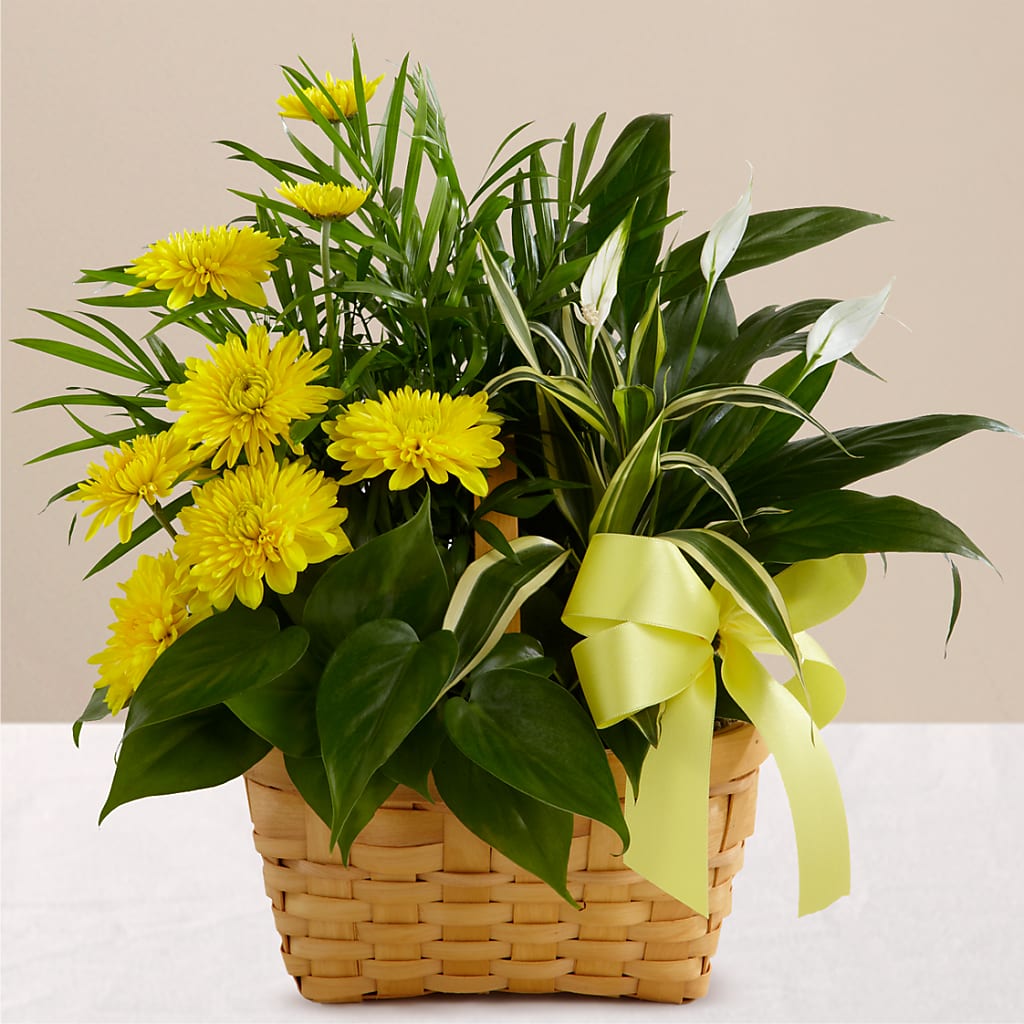 Loving Light Dishgarden – CASSIDY'S FLOWERS, Newmarket ON