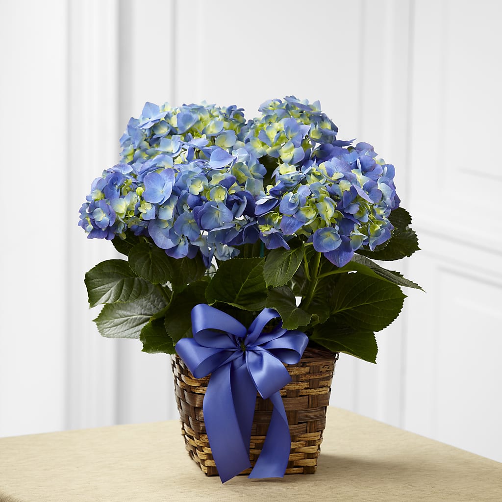 Blue Hydrangea Planter – CASSIDY'S FLOWERS, Newmarket ON