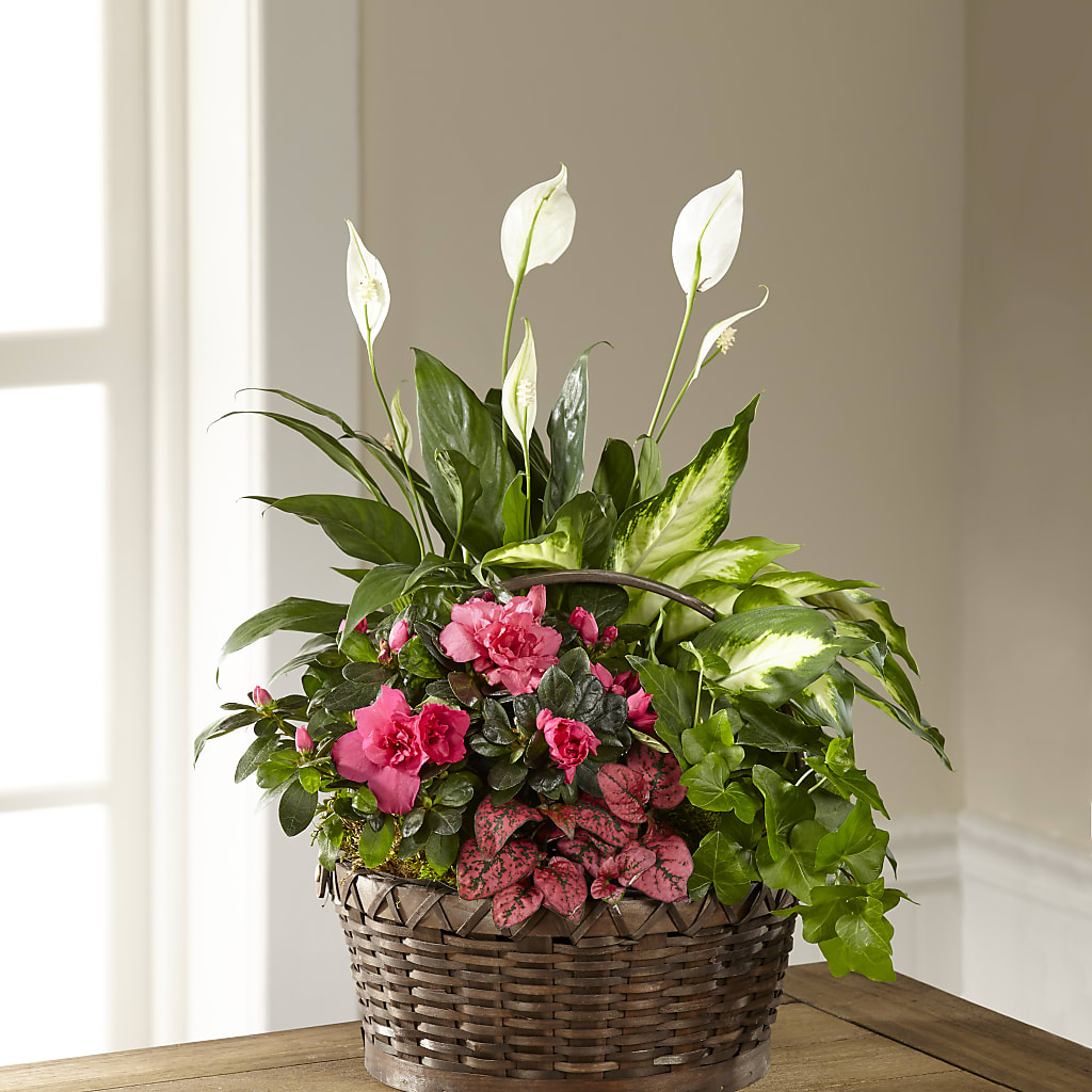 Dream in Pink Dishgarden – CASSIDY'S FLOWERS, Newmarket ON