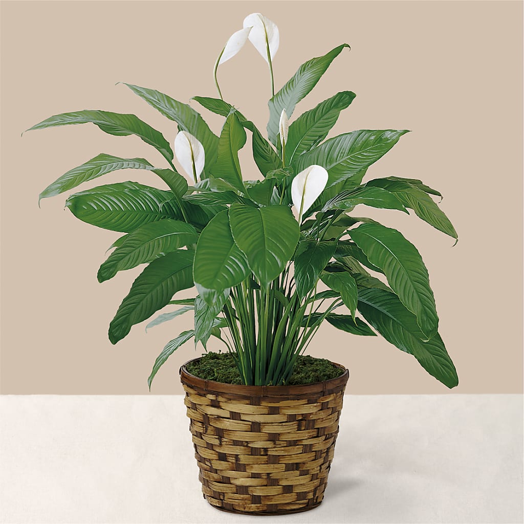 Tranquil Moments Peace Lily Plant – CASSIDY'S FLOWERS, Newmarket ON