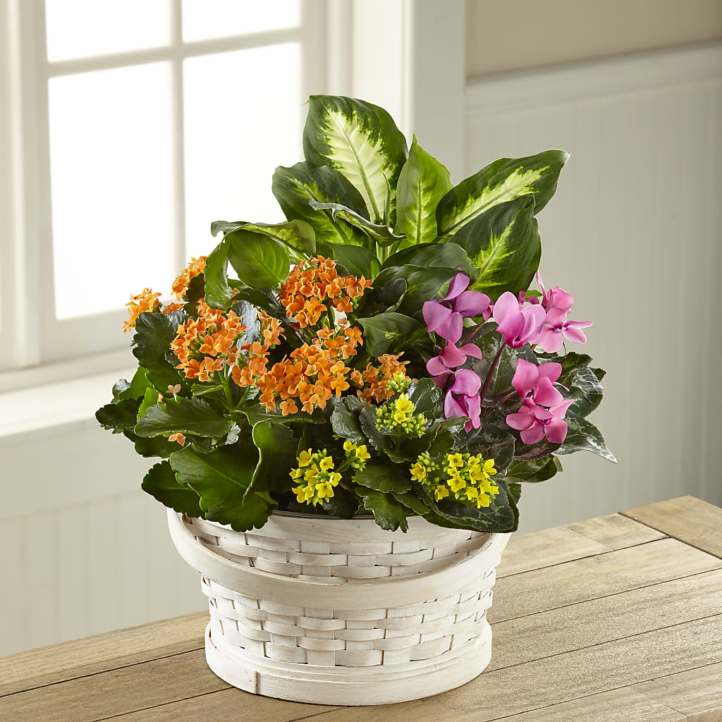 Color Crush Dishgarden – CASSIDY'S FLOWERS, Newmarket ON