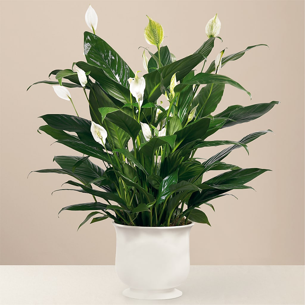 Comfort Planter – CASSIDY'S FLOWERS, Newmarket ON