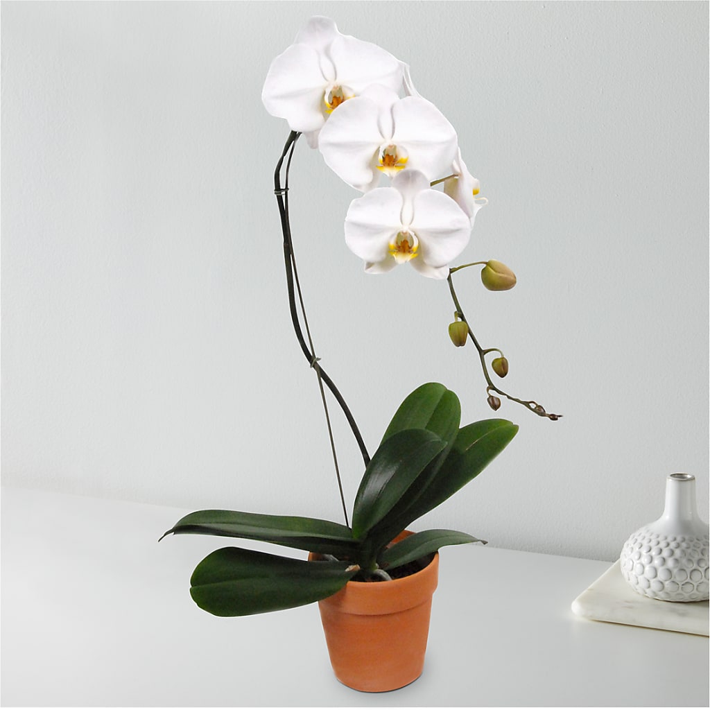 White Cascading Orchid – CASSIDY'S FLOWERS, Newmarket ON