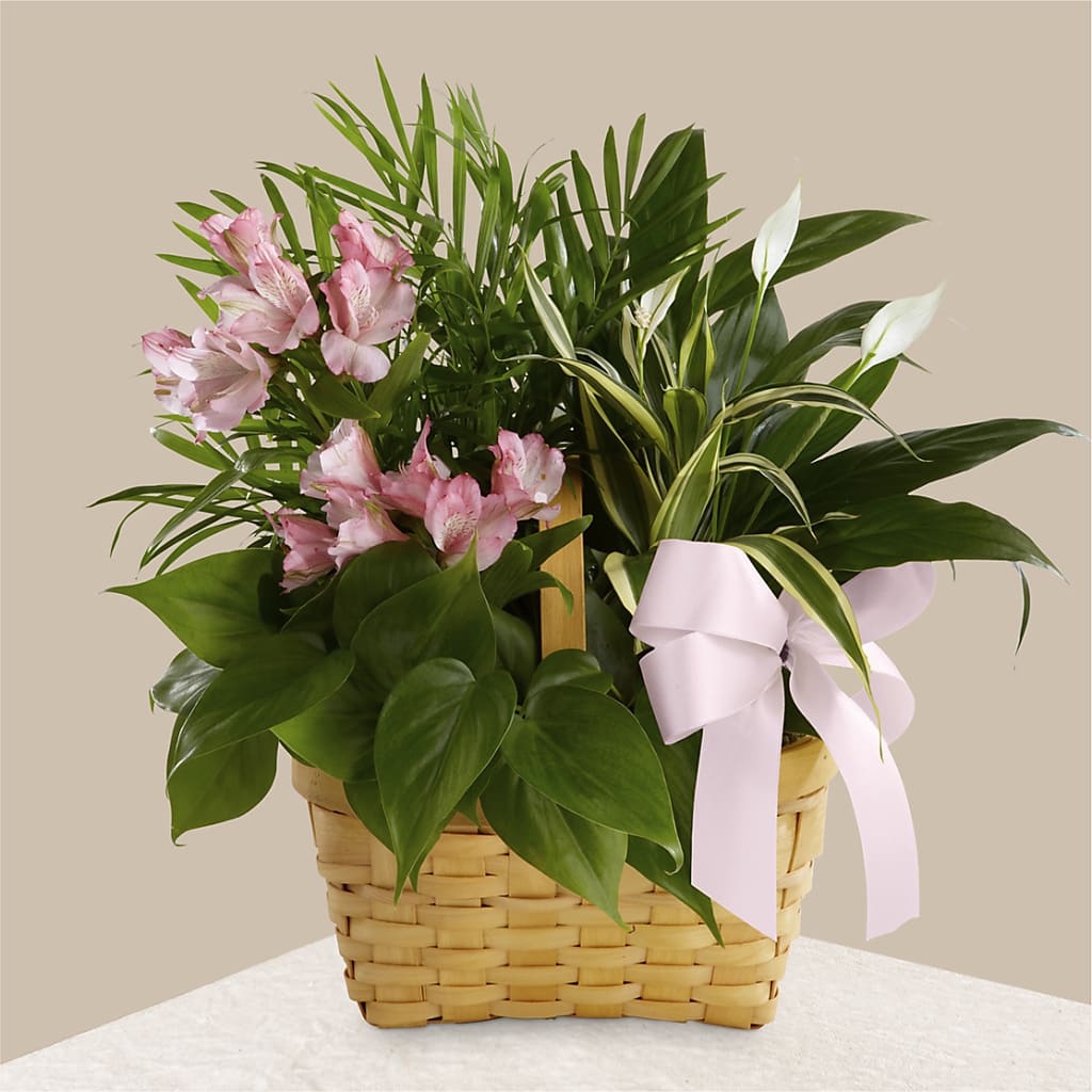 Living Spirit Dishgarden – CASSIDY'S FLOWERS, Newmarket ON