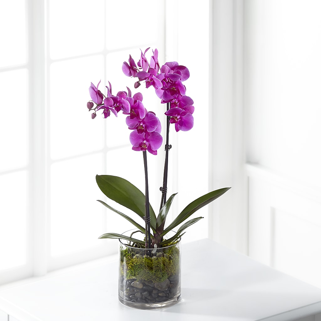 Pink Orchid Plant – CASSIDY'S FLOWERS, Newmarket ON