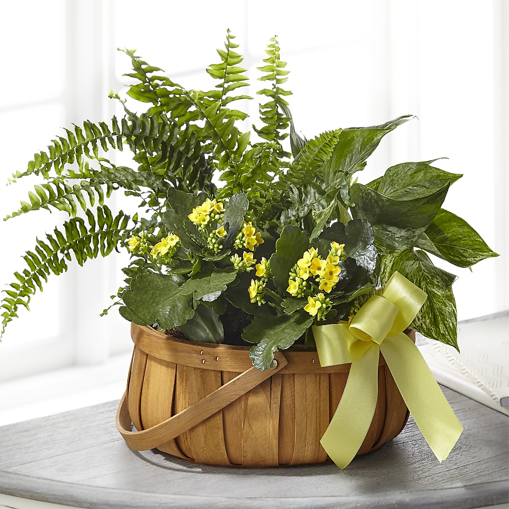 Always Dear Dishgarden – CASSIDY'S FLOWERS, Newmarket ON