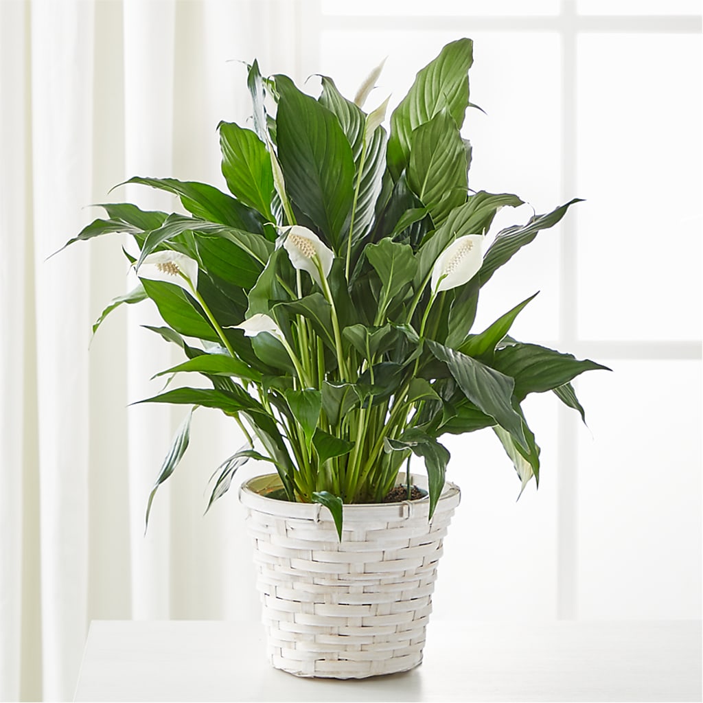 A New Leaf Peace Lily – CASSIDY'S FLOWERS, Newmarket ON