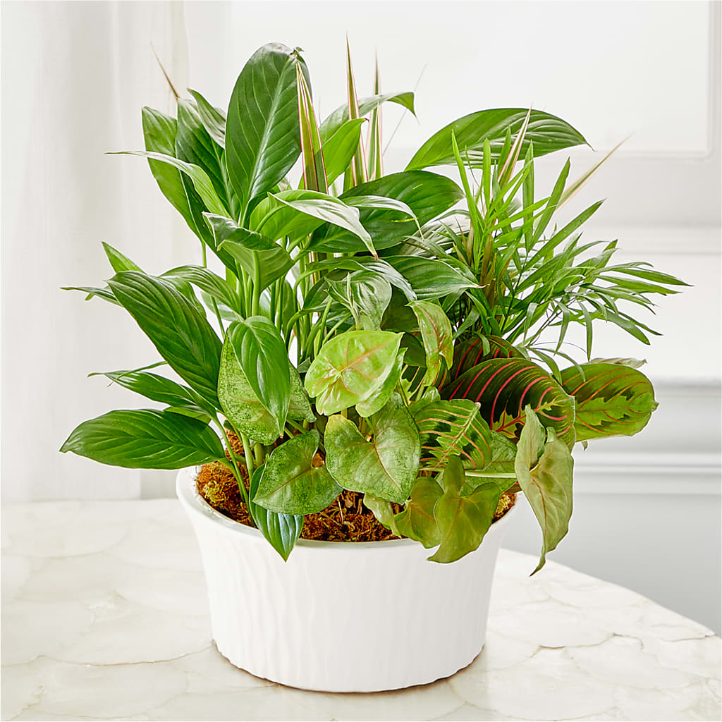 Balance & Harmony Dishgarden – CASSIDY'S FLOWERS, Newmarket ON