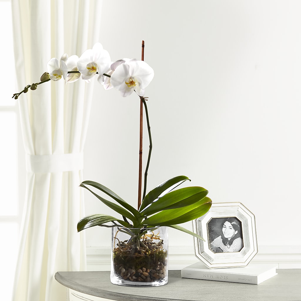 White Orchid Planter – CASSIDY'S FLOWERS, Newmarket ON