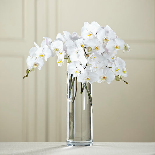 Ramo de Phalaenopsis Blanca