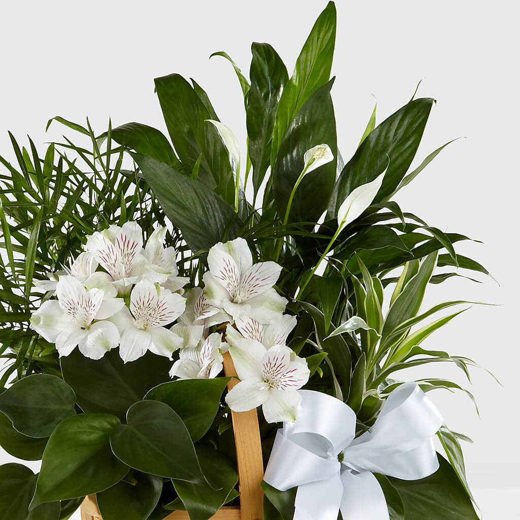 Peace & Serenity Dishgarden – CASSIDY'S FLOWERS, Newmarket ON