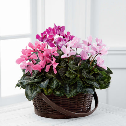 Mixed Cyclamen Planter – CASSIDY'S FLOWERS, Newmarket ON