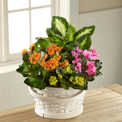 Color Crush Dishgarden – CASSIDY'S FLOWERS, Newmarket ON