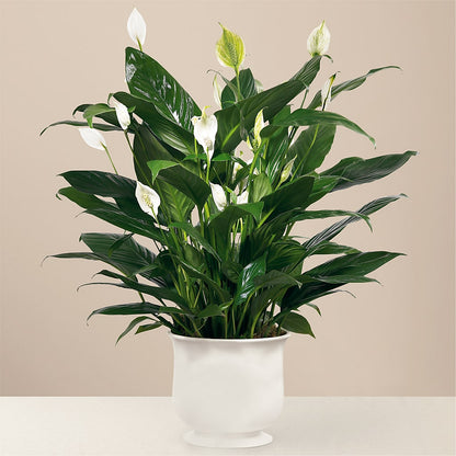 Comfort Planter – CASSIDY'S FLOWERS, Newmarket ON