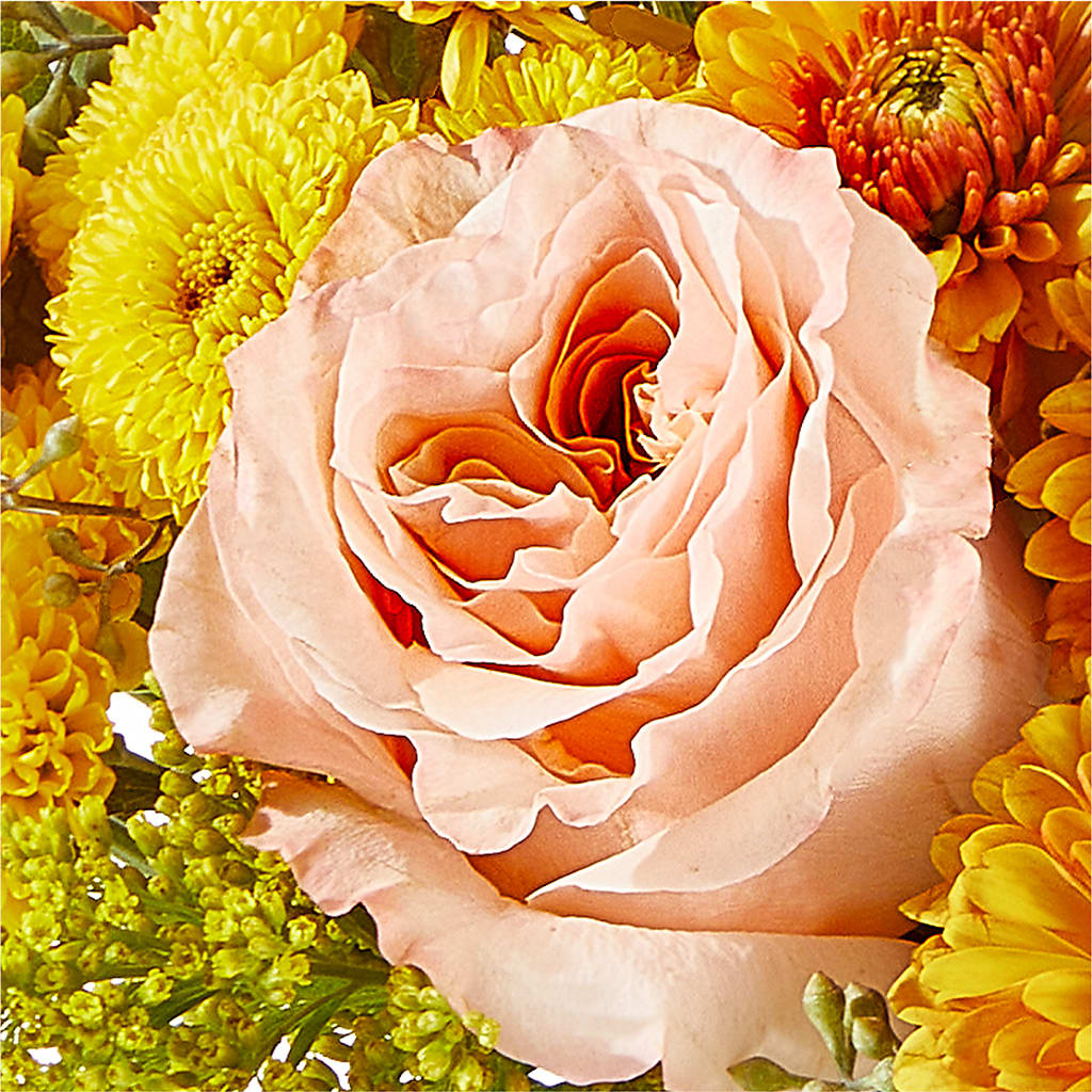 Peachy Pumpkin – CASSIDY'S FLOWERS, Newmarket ON