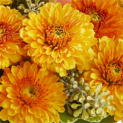 Peachy Pumpkin – CASSIDY'S FLOWERS, Newmarket ON
