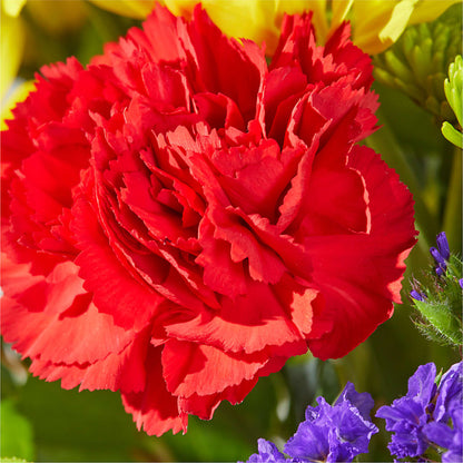 Brighter Days Bouquet – CASSIDY'S FLOWERS, Newmarket ON