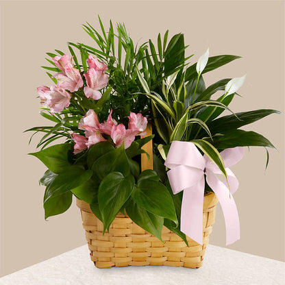 Living Spirit Dishgarden – CASSIDY'S FLOWERS, Newmarket ON