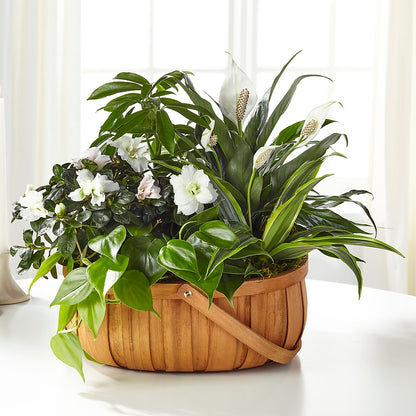 Serene Dishgarden – CASSIDY'S FLOWERS, Newmarket ON