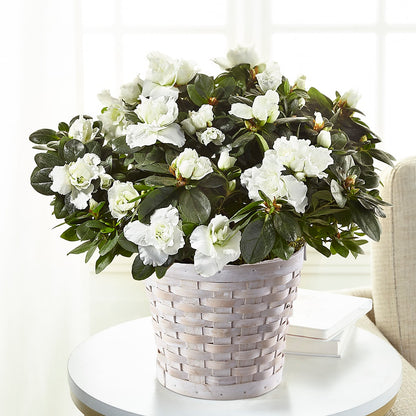 White Azalea Plant – CASSIDY'S FLOWERS, Newmarket ON