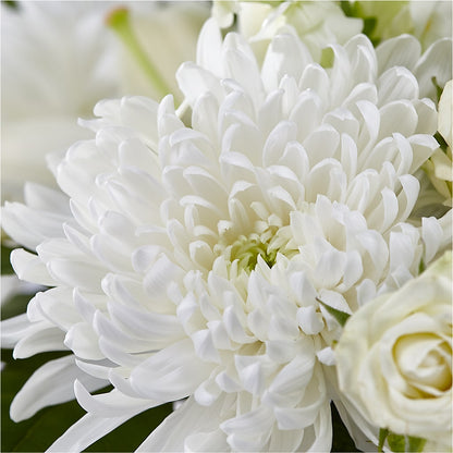 Classic Ivory – A Florist Original – CASSIDY'S FLOWERS, Newmarket ON