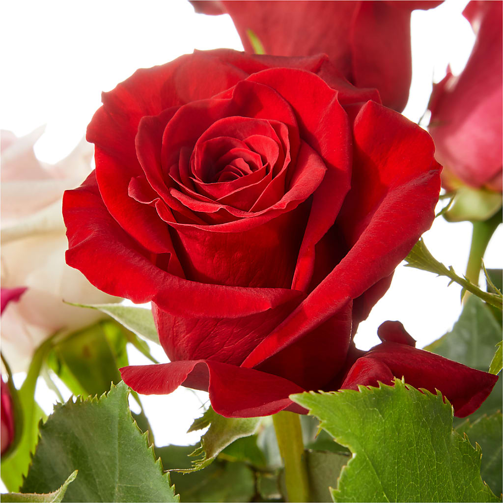 Love Notes Rose Bouquet – CASSIDY'S FLOWERS, Newmarket ON